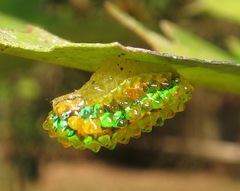 Dalceridae