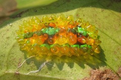 Dalceridae