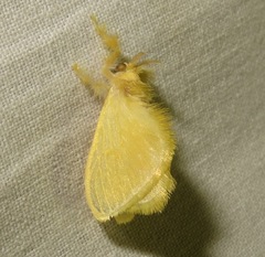 Dalceridae