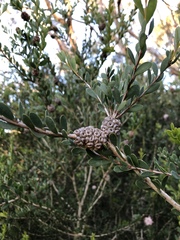 Melaleuca nesophila