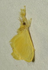 Dalceridae