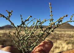 Tetraena chrysopteros