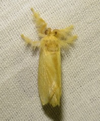 Dalceridae