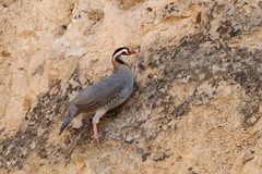 Alectoris melanocephala