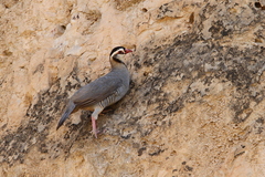 Alectoris melanocephala