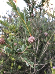 Melaleuca nesophila