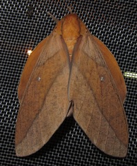 Adeloneivaia