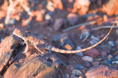 Ctenophorus caudicinctus