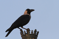 Corvus splendens