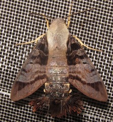 Aellopos ceculus