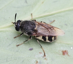 Stratiomys singularior