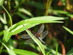 Erythrodiplax basifusca