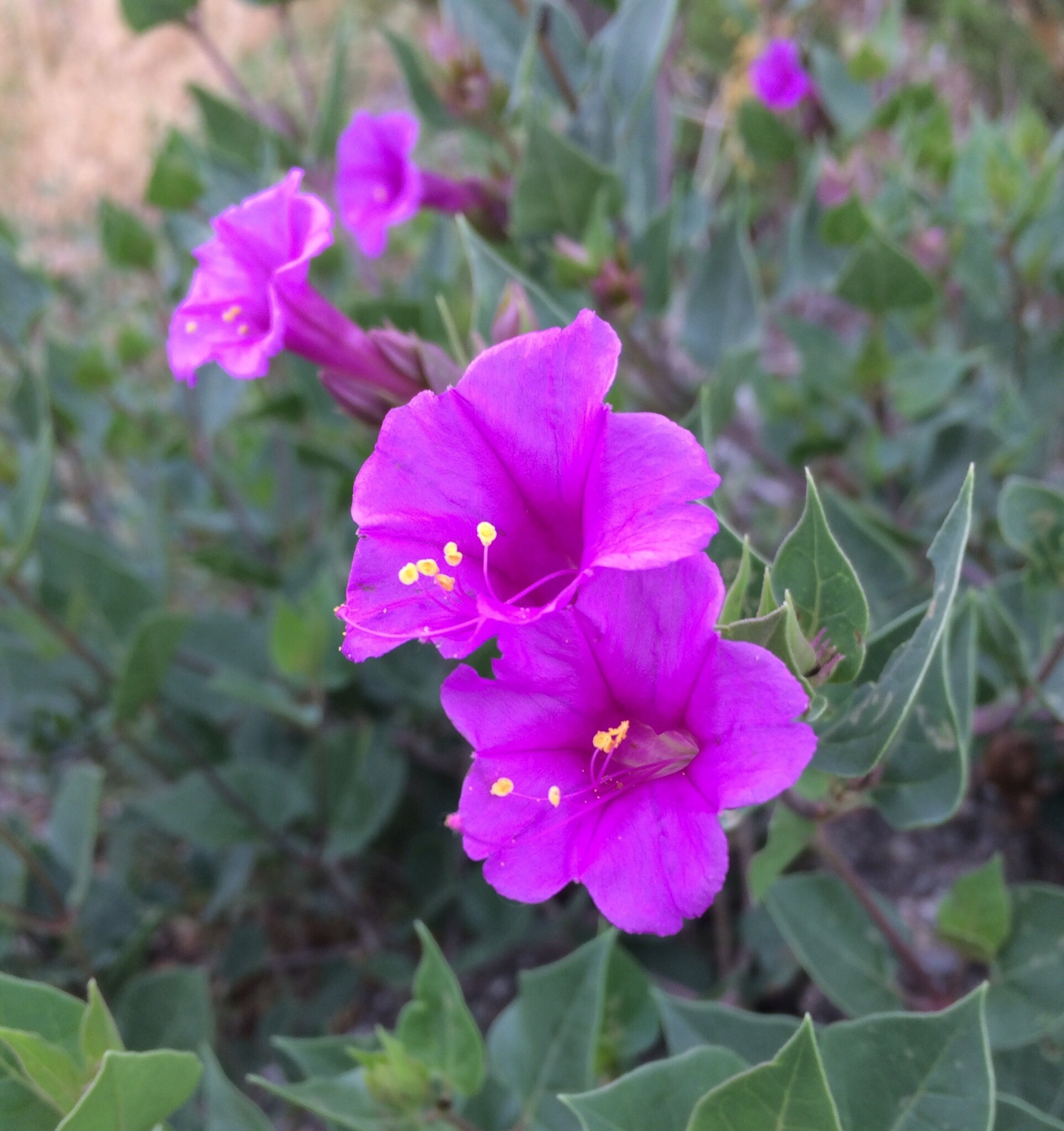 Mirabilis multiflora