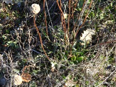 Armeria arenaria
