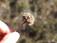 Armeria arenaria