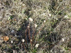 Armeria arenaria