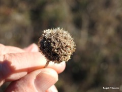 Armeria arenaria