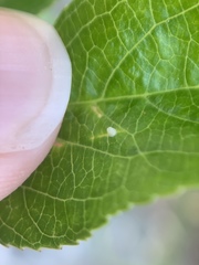 Euptoieta claudia
