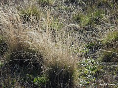 Agrostis canina