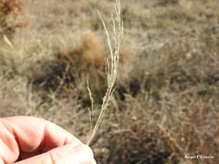 Agrostis canina
