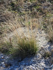 Agrostis canina