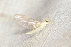 Stenacron interpunctatum heterotarsale