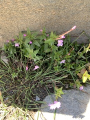 Epilobium alsinifolium