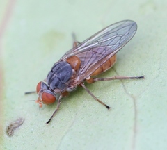 Brachyopa scutellaris