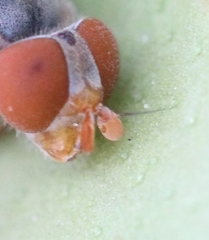 Brachyopa scutellaris