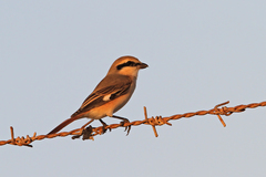 Lanius isabellinus