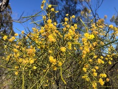 Acacia adunca