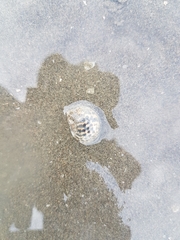 Paratectonatica tigrina