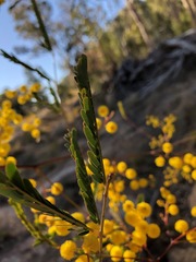 Pararchidendron pruinosum
