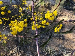 Pararchidendron pruinosum