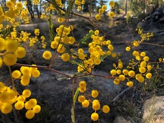 Pararchidendron pruinosum