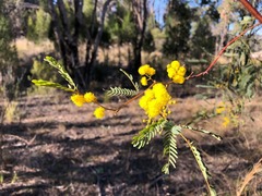 Pararchidendron pruinosum