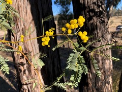 Pararchidendron pruinosum