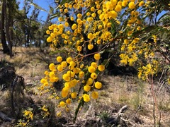 Pararchidendron pruinosum