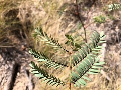 Pararchidendron pruinosum