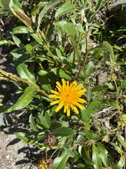 Crepis aurea