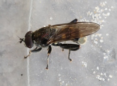 Chalcosyrphus nemorum