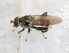 Chalcosyrphus nemorum