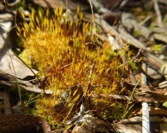 Didymodon torquatus