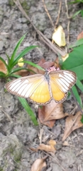 Mestra hersilia hersilia