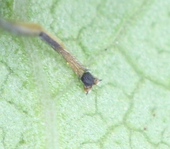 Cheilosia albitarsis