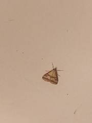 Pyrausta sanguinalis