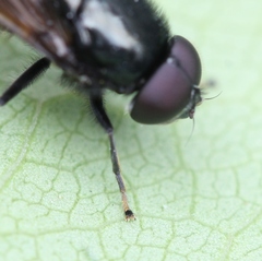 Cheilosia albitarsis