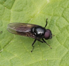 Cheilosia albitarsis