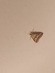 Pyrausta sanguinalis