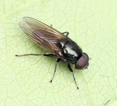 Cheilosia albitarsis